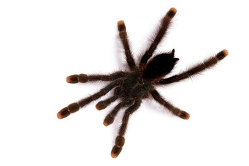 Vogelspinne spinne angst tier terrarium