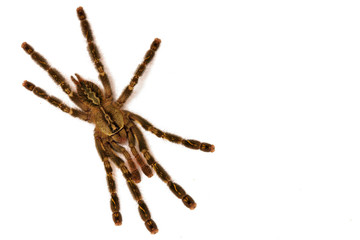 Vogelspinne spinne angst tier terrarium