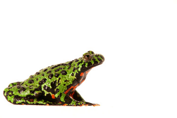 Frosch Unke China Kröte Bunt