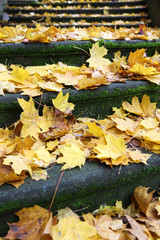 old stone staircase full of fallen leaves
