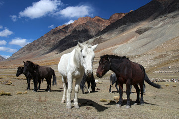 Fototapeta na wymiar Himalayan stado małych koni w górach wysokich