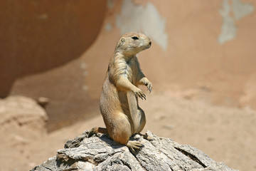 Alert Meerkat Standing Guard