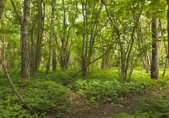Obraz premium Woods with hazel