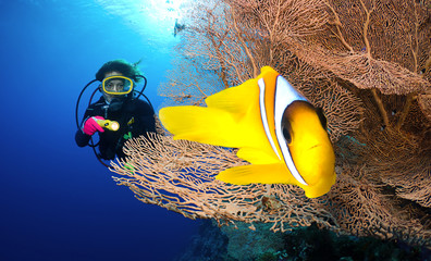 Clownfish and diver