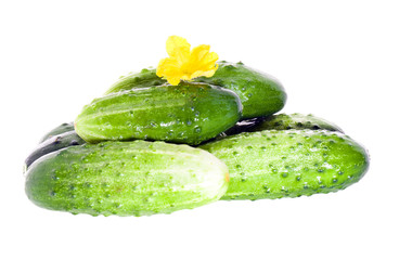 cucumber ( isolated)