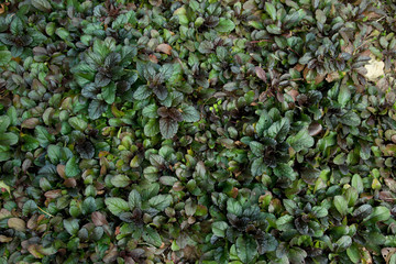 Naklejka premium ajuga reptans