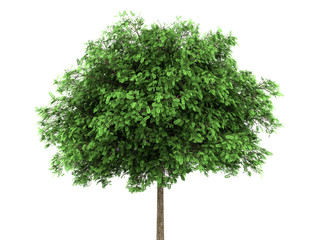 Fototapeta premium black locust tree isolated on white background