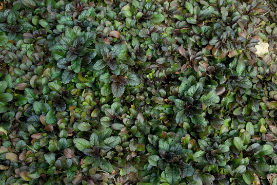 ajuga reptans