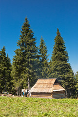 Summer landscape in the mountains