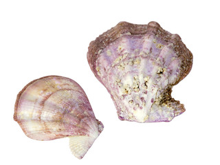 Mollusk bowl separately