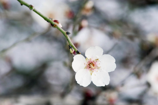 Almond Tree Flowers Closeup