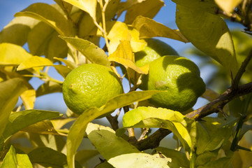 Unripened lemons on a branch