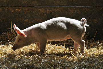Porker in the pigsty