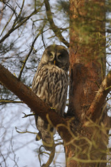 Great Grey Owl (Strix nebulosa) in a pine