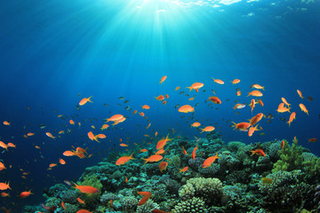 Naklejka na ściany i meble Coral Reef sceny z Tropical Fish