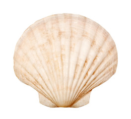 shell isolated on white