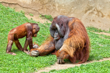 Orangutan of Borneo, Pongo Pygmaeus © David Acosta Allely