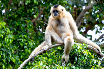 Gibbon of golden cheeks, Nomascus gabriellae