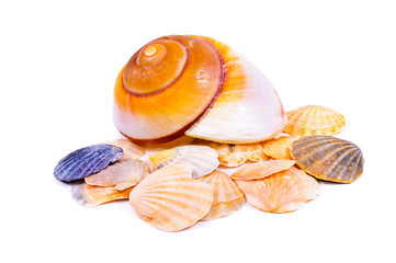 Sea shell