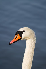 Swan