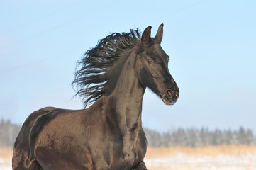 Fototapeta na wymiar friesian horse