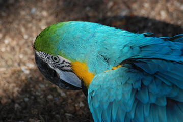 oiseau tropical