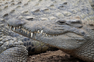 Alligator