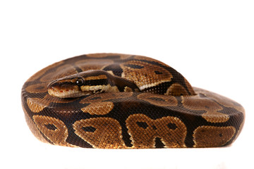 Snake ,Schlange ,Boa,Python,Python regius