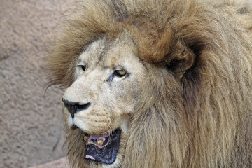 Asiatischer Löwe (Panthera leo persica)