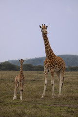 Giraffes 7669