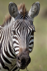 Fototapeta na wymiar Zebra 8478
