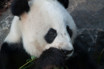 Fototapeta premium Giant Panda Stripping Bamboo