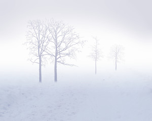 Fototapeta premium White snow tree