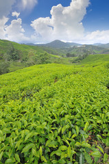 Fototapeta premium Tea plantation farm