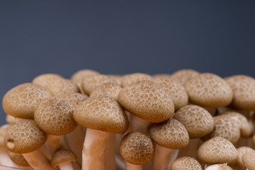 Mushroom closeup background
