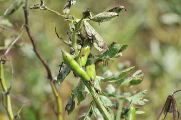 agriculture faune flaure