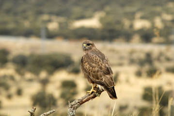 Aguilucho ratonero