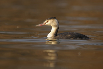 Great Crested Grebe,  Podiceps cristatus Linnaeus