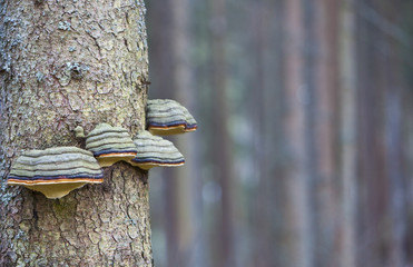 Baumschwamm
