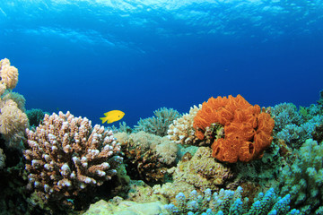 Fototapeta na wymiar Kolorowe Korale na rafie Morza Czerwonego