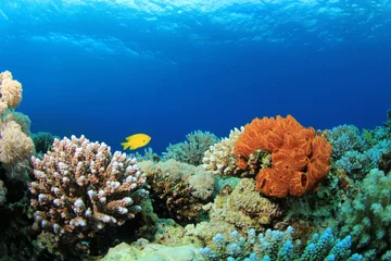 Foto op Plexiglas Colorful Corals on a Red Sea reef © Richard Carey