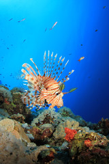Fototapeta na wymiar Lionfish on Coral Reef
