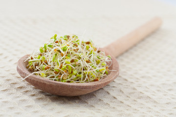 Mustard sprouts