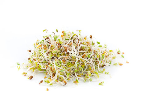 fresh sprouts