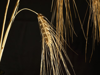 Колос ячменя