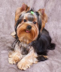 Puppy of the Yorkshire Terrier