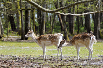 Two fallow deer (Dama) viewed of profile in the forest
