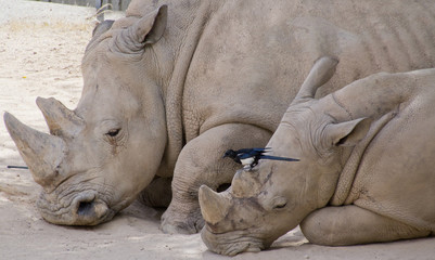 Fototapeta premium Rhinoceros with her ​​calf and a bird