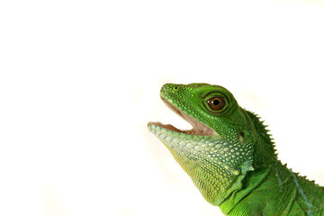 Echse Lizzard Reptil wasseragame