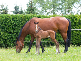 One day old newborn foal with mare on pasture
